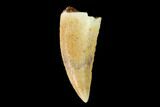 Serrated, Raptor Tooth - Real Dinosaur Tooth #149079-1